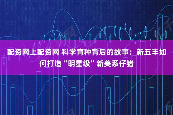 配资网上配资网 科学育种背后的故事：新五丰如何打造“明星级”新美系仔猪